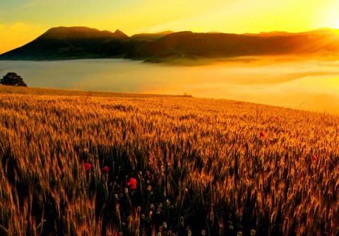 Aube sur champs de blé
